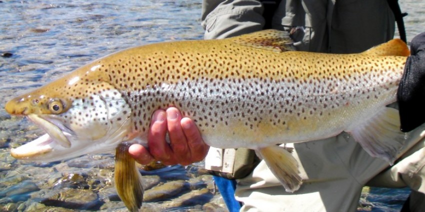 Fly Fishing - Simon Wilkinson Guided Tours