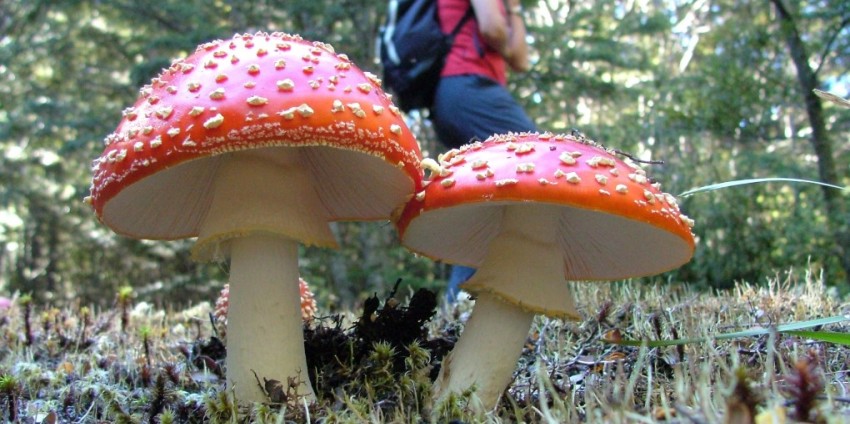 Guided Walks - Half Day Nature Walks