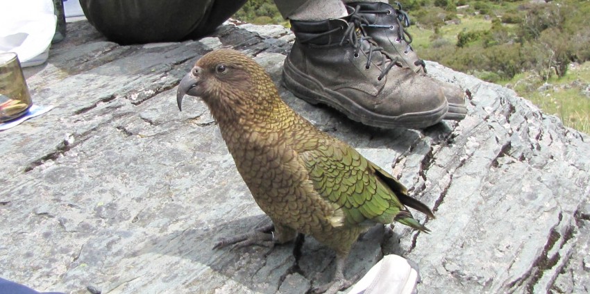 Guided Walks - Half Day Nature Walks